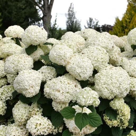Hydrangea arborescens Incrediball Storm Proof Smooth Hydrangea